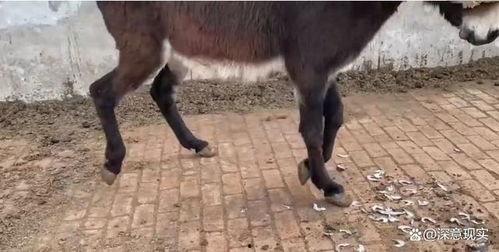小毛驴的视频