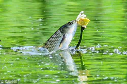 银球鱼视频,探寻深海中的神秘生物